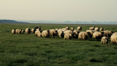 La guerre des moutons